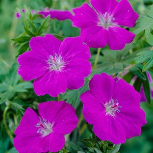 New Hampshire Purple Geranium