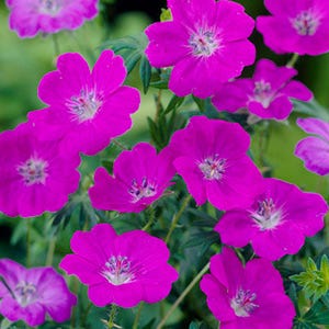 New Hampshire Purple Geranium