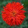 Red Giant Cactus Zinnia Seeds