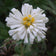 White Giant Cactus Zinnia Seeds|Giant Cactus White Zinnia
