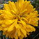 Yellow Giant Cactus Zinnia Seeds|Giant Cactus Yellow Zinnia Seeds