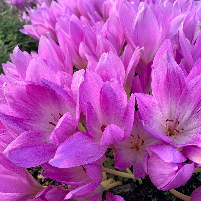 Giant Colchicum