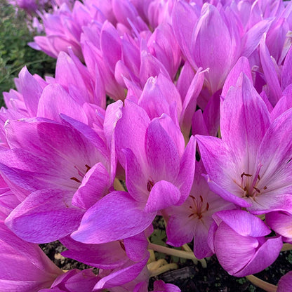 Giant Colchicum