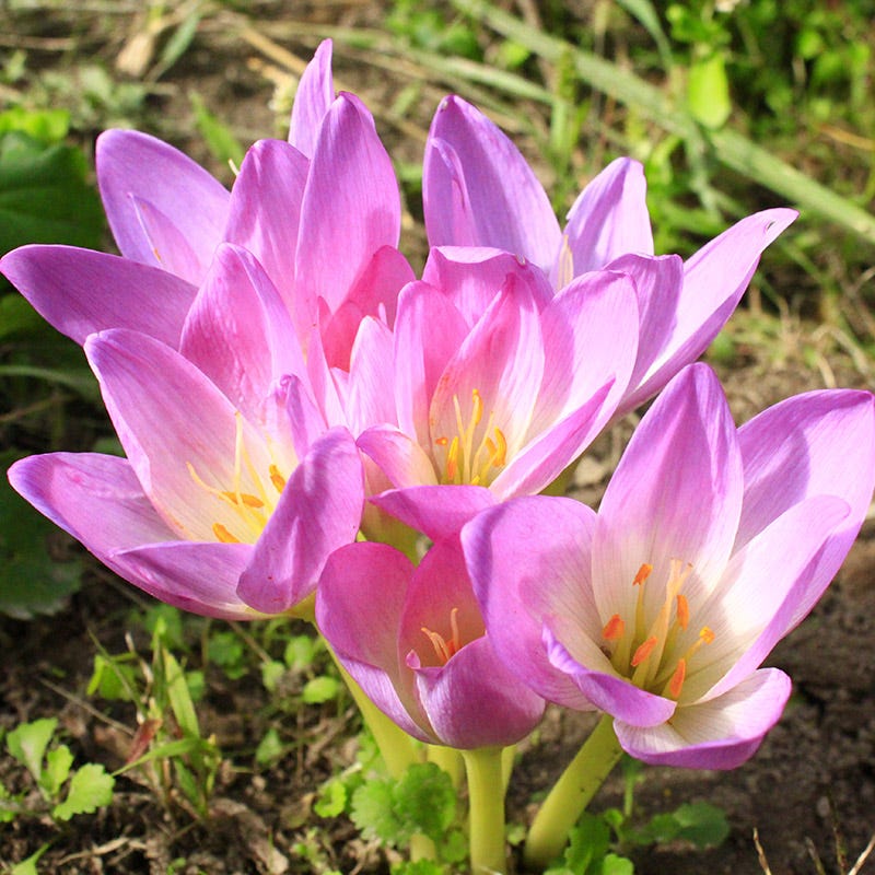 Giant Colchicum