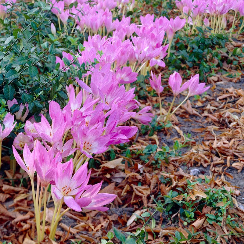 Giant Colchicum
