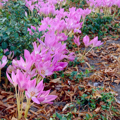Giant Colchicum