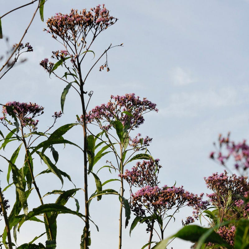 Giant Ironweed