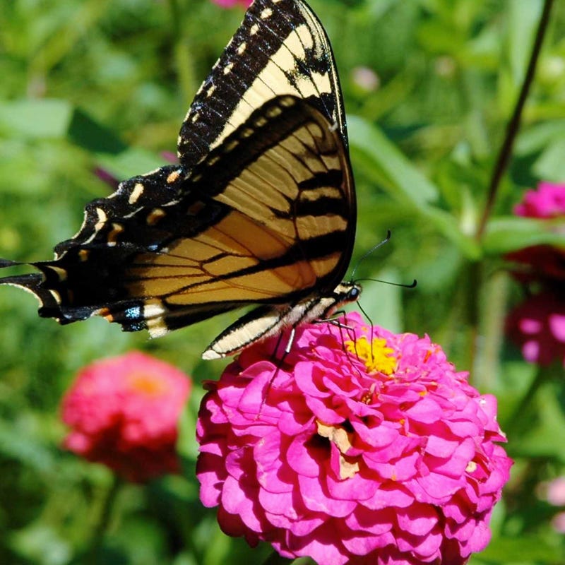 Giant Swallowtail Seed Packet Collection
