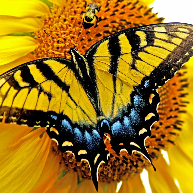 Giant Swallowtail Seed Packet Collection