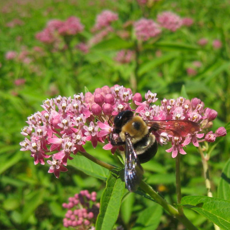 Giant Swallowtail Seed Packet Collection