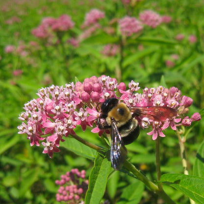 Giant Swallowtail Seed Packet Collection