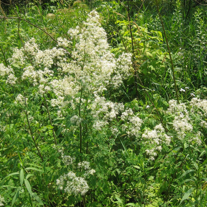 Giant Swallowtail Seed Packet Collection