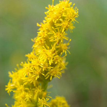 Giant Swallowtail Seed Packet Collection