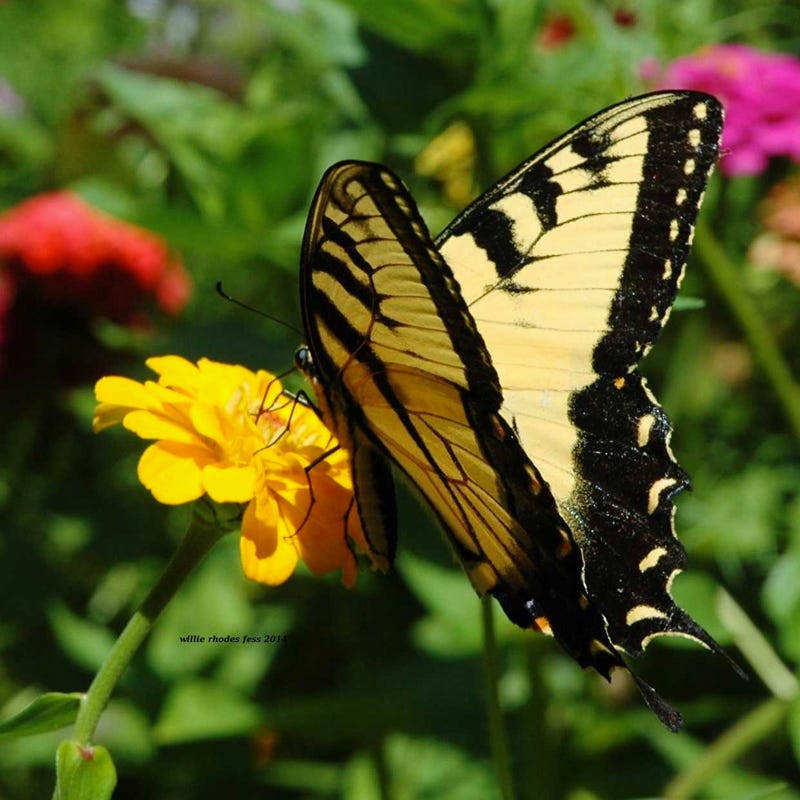 Giant Swallowtail Seed Packet Collection