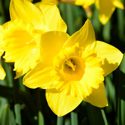 Gigantic Star Large Cupped Daffodil