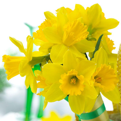 Gigantic Star Large Cupped Daffodil
