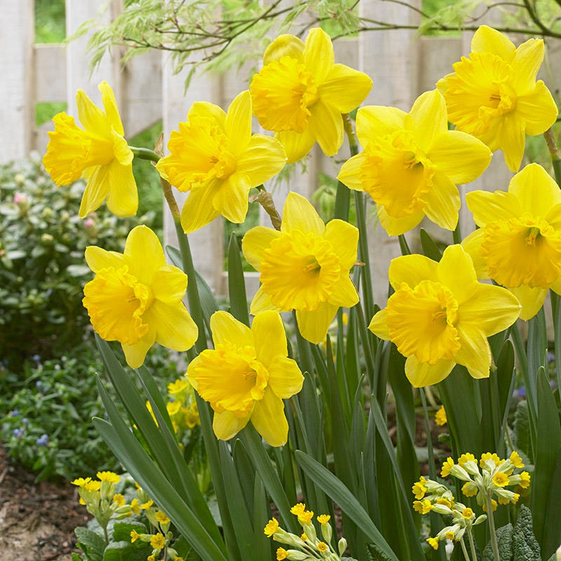 Gigantic Star Large Cupped Daffodil