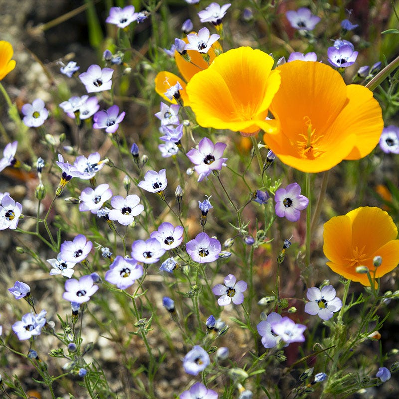 coastal wildflower seeds Native Southwest Wildflower Seed Mix