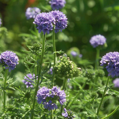 Globe Gilia Seeds