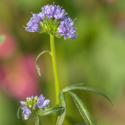 Globe Gilia Seeds