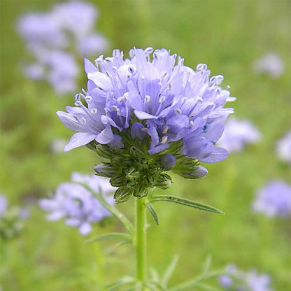 Globe Gilia Seeds