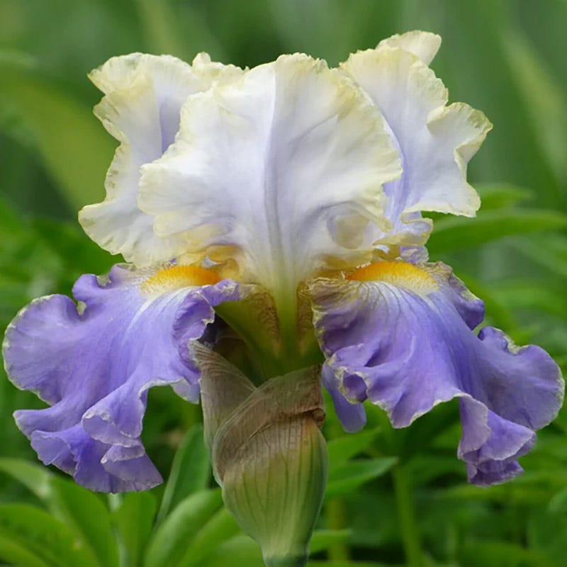 Blueberry Lemonade Bearded Iris Collection