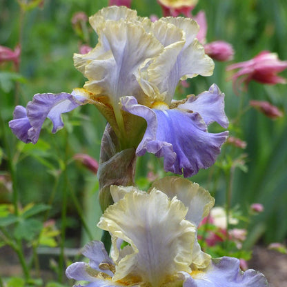 Gilt Edged Bond Bearded Iris