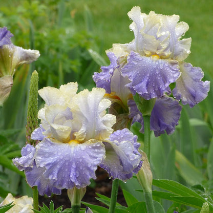 Gilt Edged Bond Bearded Iris