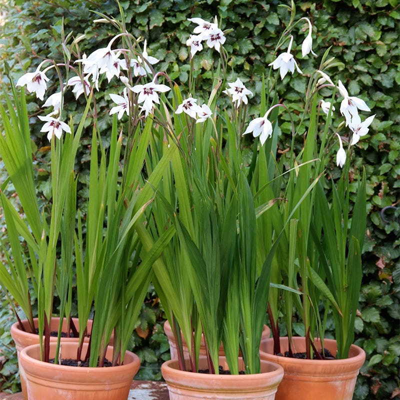 planting acidanthera bulbs in pots Peacock Orchid, Gladiolus murielae