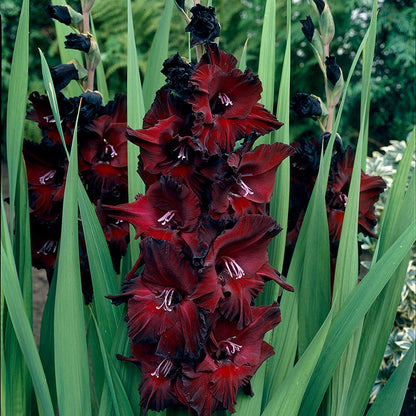 Black Beauty Gladiolus