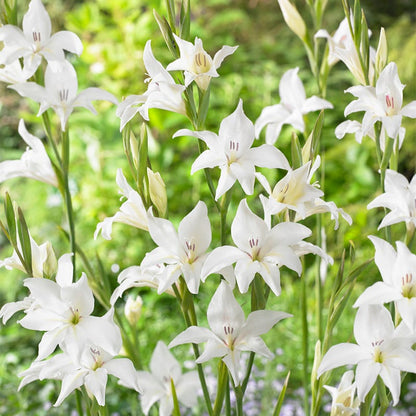 Albus Hardy Gladiolus