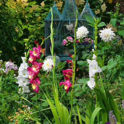 Dynamite Gladiolus
