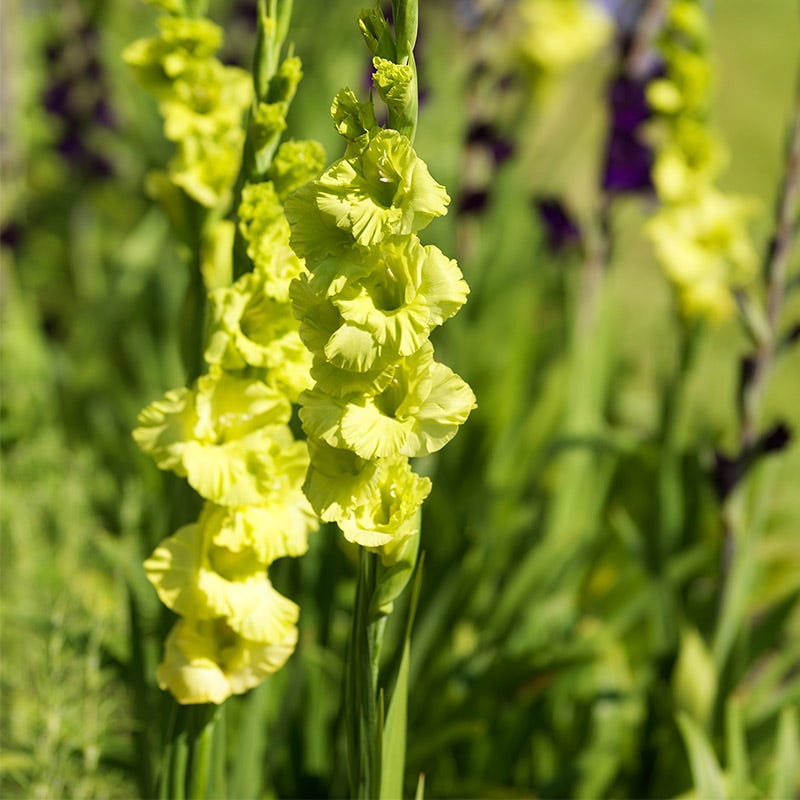 Green Star Gladiolus - Thumbnail 2