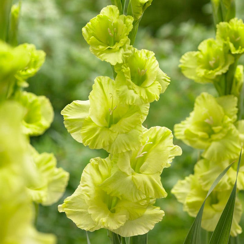 Green Star Gladiolus