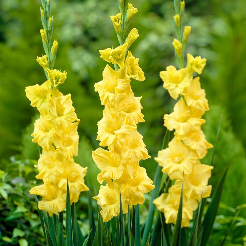 Kings Gold Gladiolus