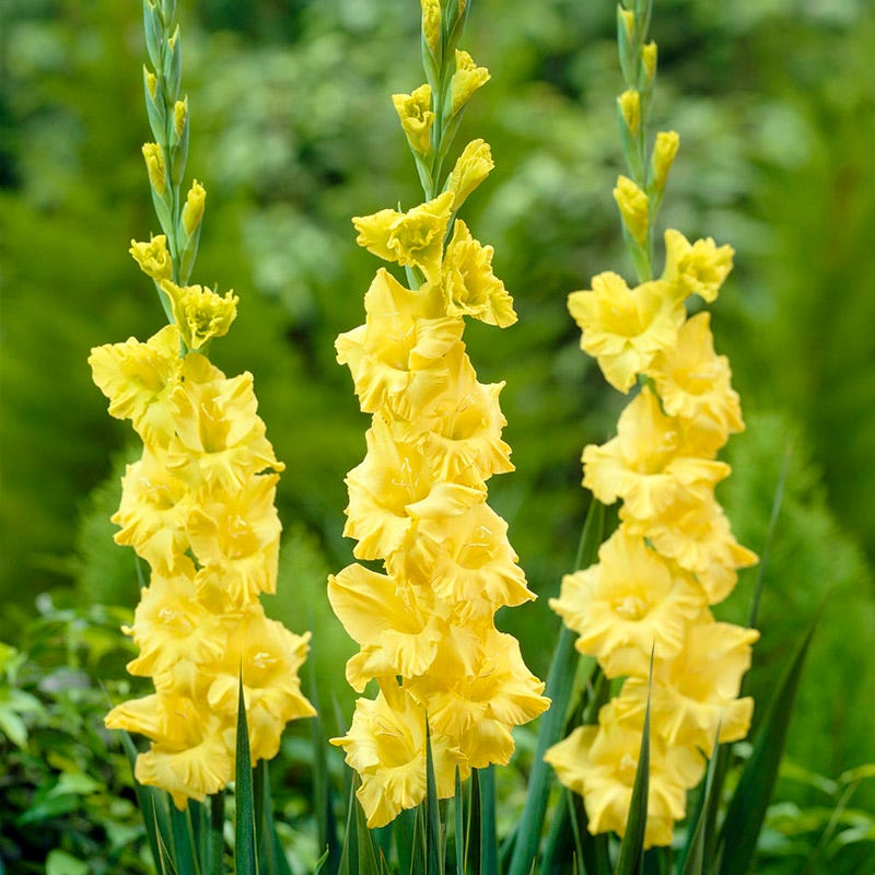 Rustic Bouquet Collection (Mid-Summer Flowers)