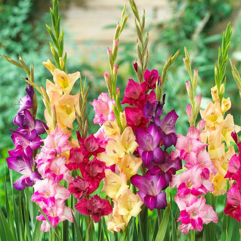Mardi Gras Gladiolus Mix