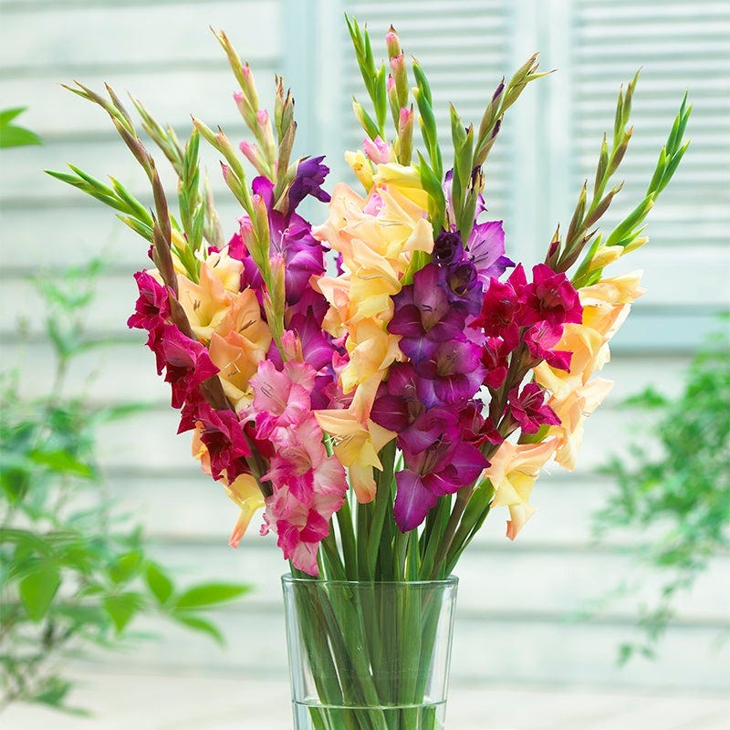 Mardi Gras Gladiolus Mix