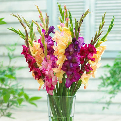 Mardi Gras Gladiolus Mix