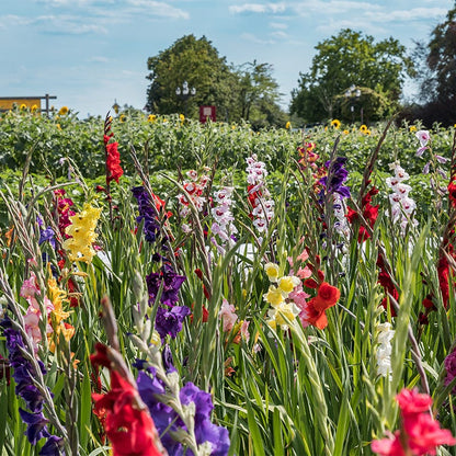 Rainbow Gladiolus Mix