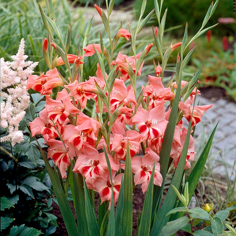 Nathalie Hardy Gladiolus