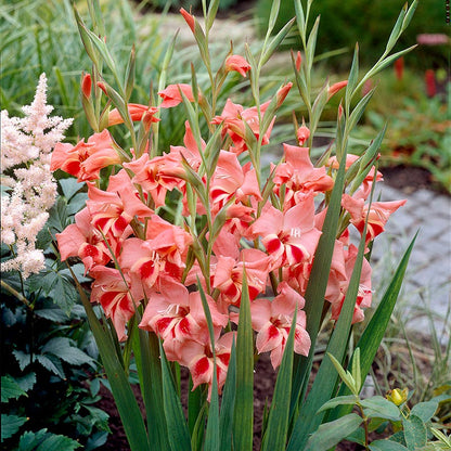 Nathalie Hardy Gladiolus