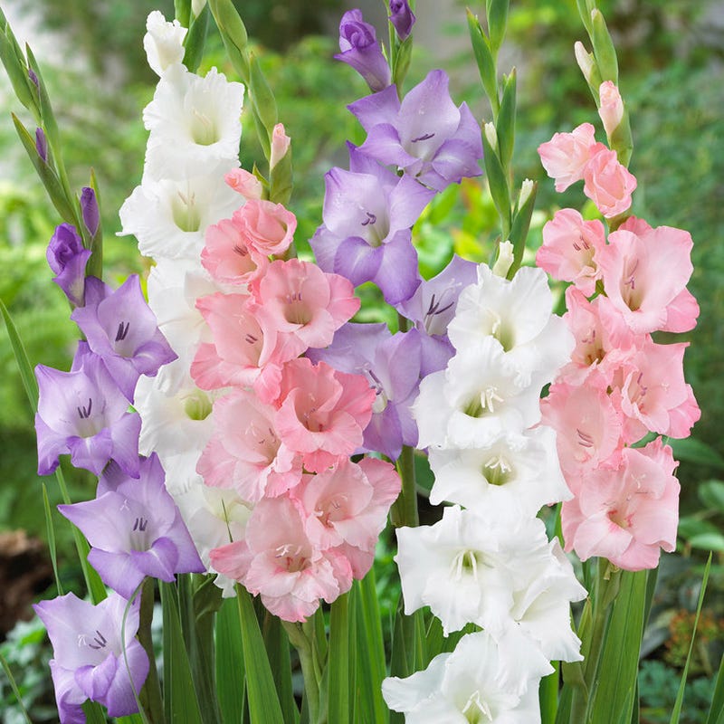 Pastel Gladiolus Mix