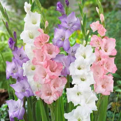 Pastel Gladiolus Mix