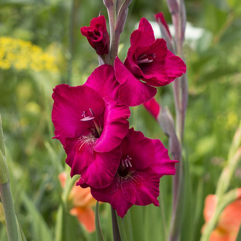 Plum Tart Gladiolus