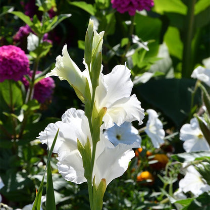 Polar Bear Gladiolus
