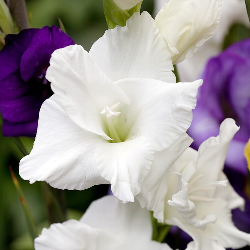 Polar Bear Gladiolus