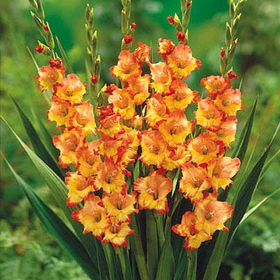 Princess Margaret Rose Gladiolus - Thumbnail 2