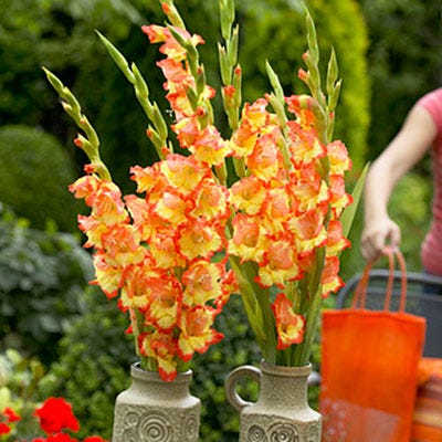 gladiolus indoor plant Princess Margaret Rose Gladiolus