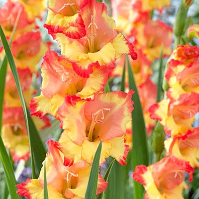 Princess Margaret Rose Gladiolus